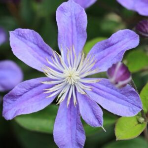 Iszalag (Clematis 'Arabella')