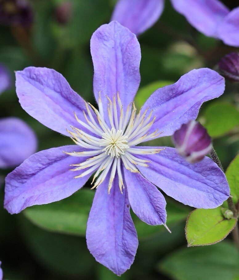 Iszalag (Clematis 'Arabella')