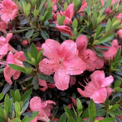 Japán azálea (Azalea japonica)