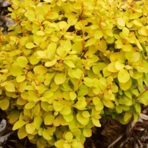 Japán borbolya (Berberis thunbergii 'Goldalita')