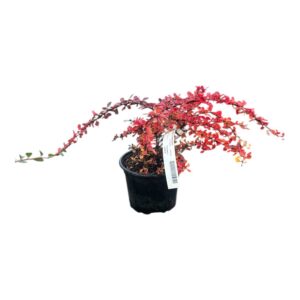 Japán borbolya (Berberis thunbergii 'Green Carpet')