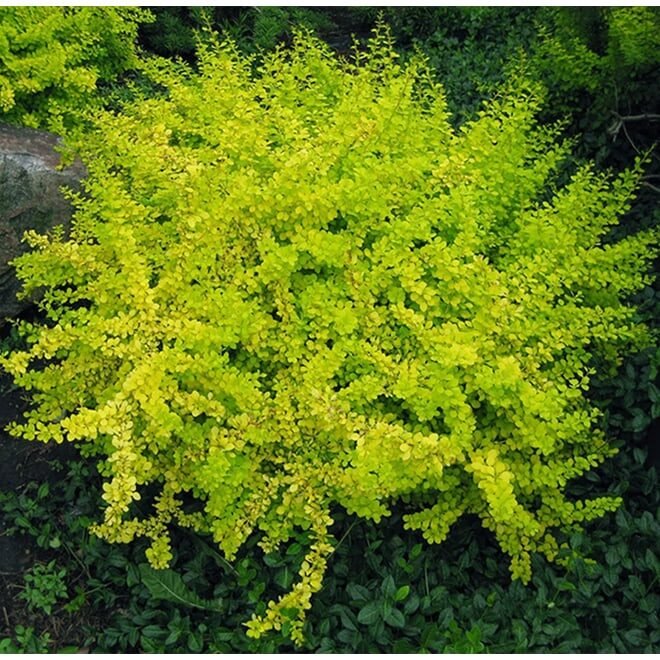 Japán borbolya (Berberis thunbergii 'Lime Star')