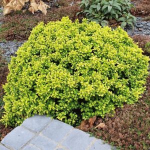 Japán borbolya (Berberis thunbergii 'Tiny Gold')