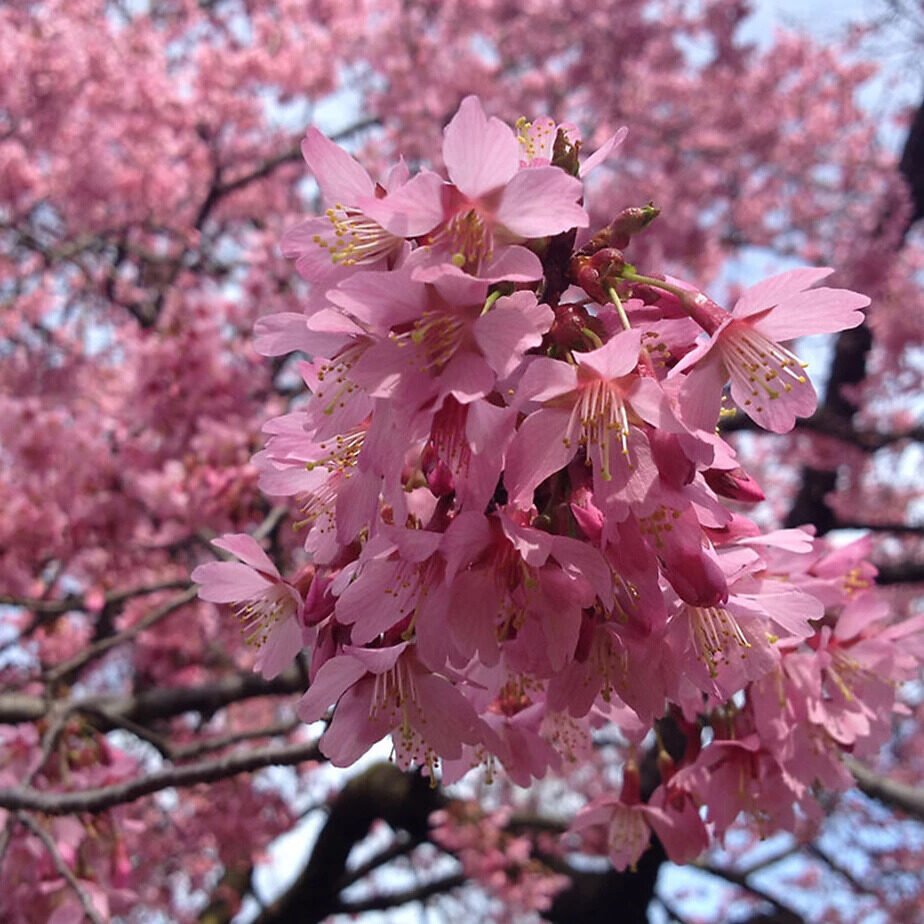 Japán díszcseresznye (Prunus 'Okame')