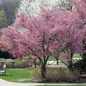 Japán díszcseresznye (Prunus 'Okame')