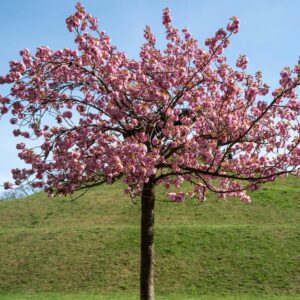 Japán díszcseresznye (Prunus serrulata 'Kanzan')