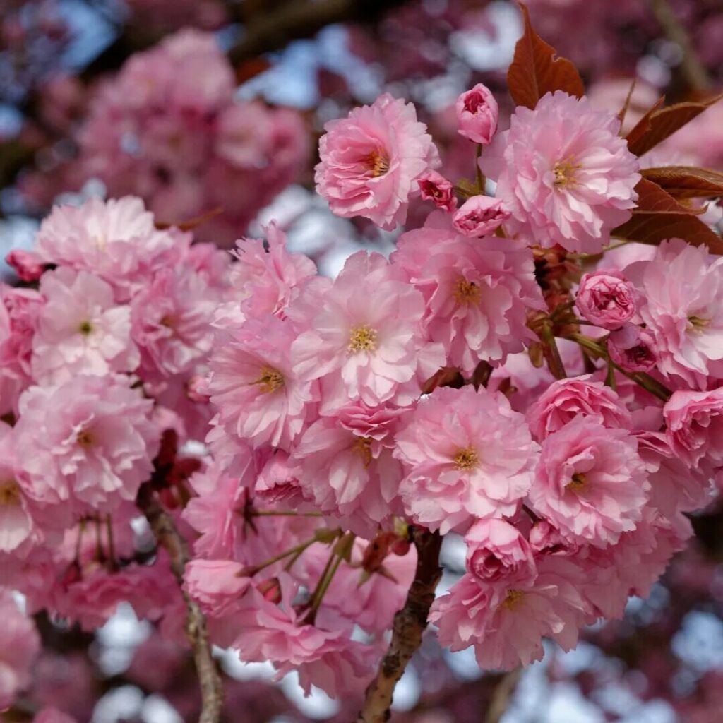 Japán díszcseresznye (Prunus serrulata 'Kiku-Shidare-Sakura')