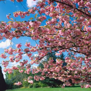 Japán díszcseresznye (Prunus serrulata 'Kiku-Shidare-Sakura')