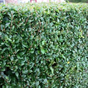 Japán fagyal (Ligustrum ovalifolium 'Miki')