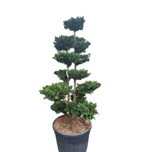 Japán hamisciprus (Chamaecyparis obtusa 'Teddy Bear')