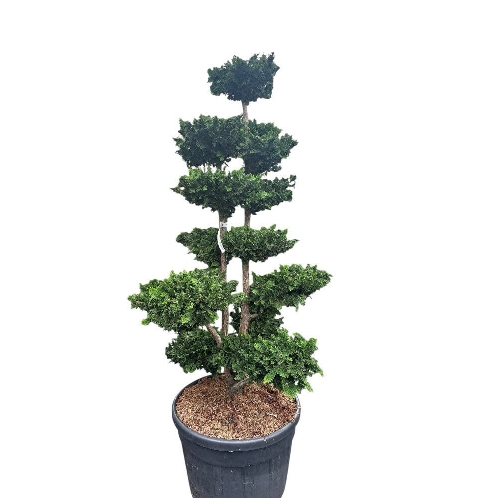 Japán hamisciprus (Chamaecyparis obtusa 'Teddy Bear')
