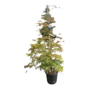 Japán juhar (Acer 'Ice Dragon')