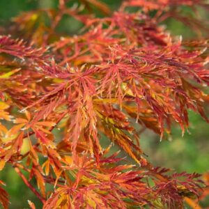 Japán juhar (Acer 'Ice Dragon')