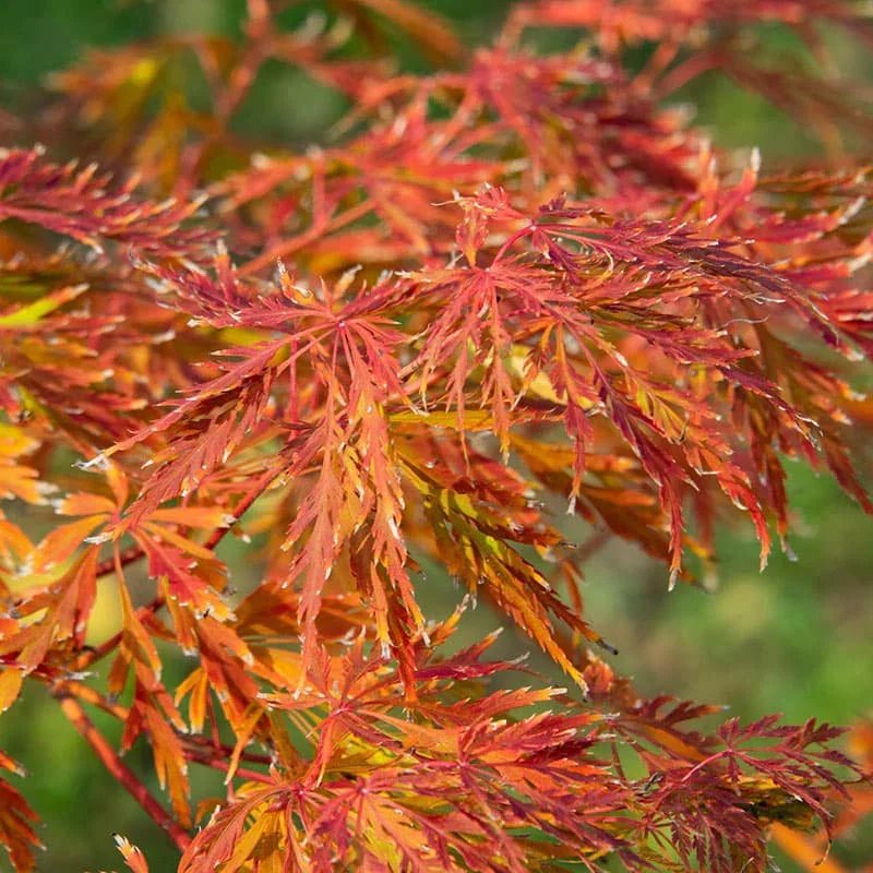 Japán juhar (Acer 'Ice Dragon')