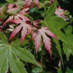 Japán juhar (Acer palmatum 'Asahi-Zuru')