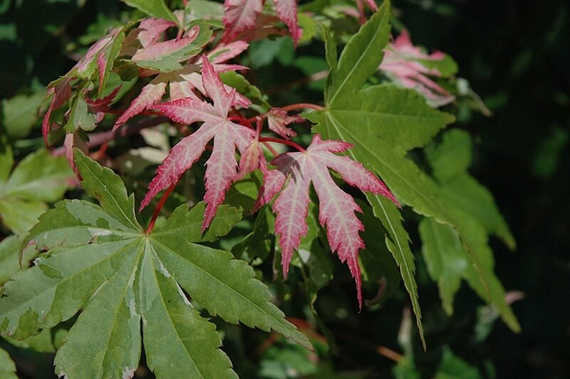 Japán juhar (Acer palmatum 'Asahi-Zuru')
