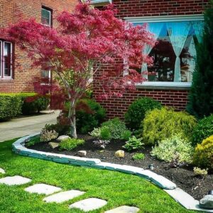 Japán juhar (Acer palmatum 'Atrolineare')