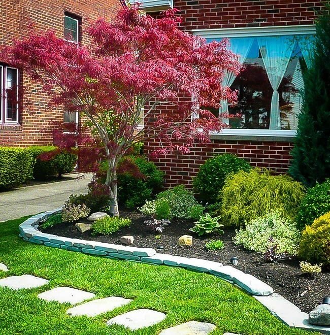 Japán juhar (Acer palmatum 'Atrolineare')