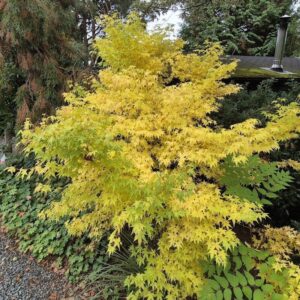 Japán juhar (Acer palmatum 'Be Hoo')