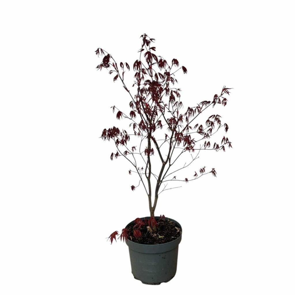 Japán juhar (Acer palmatum 'Bloodgood')