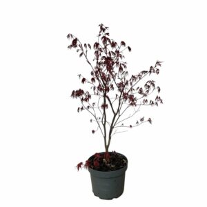 Japán juhar (Acer palmatum 'Bloodgood')