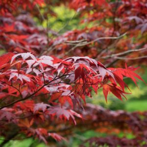 Japán juhar (Acer palmatum 'Bloodgood')