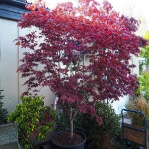 Japán juhar (Acer palmatum 'Bloodgood')