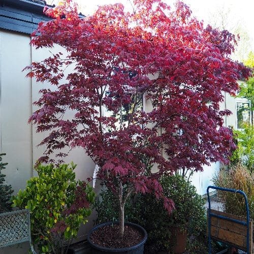 Japán juhar (Acer palmatum 'Bloodgood')