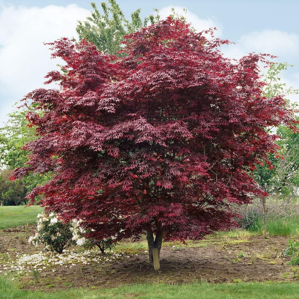 Japán juhar (Acer palmatum 'Bloodgood')