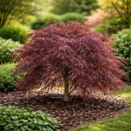 Japán juhar (Acer palmatum 'Crimson Princess')
