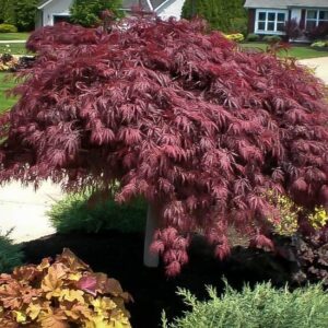 Japán juhar (Acer palmatum 'Crimson Queen')