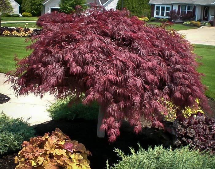 Japán juhar (Acer palmatum 'Crimson Queen')