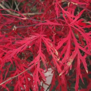 Japán juhar (Acer palmatum 'Dissectum Crimson Princess')