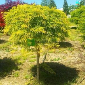 Japán juhar (Acer palmatum 'Dissectum Flavescens')
