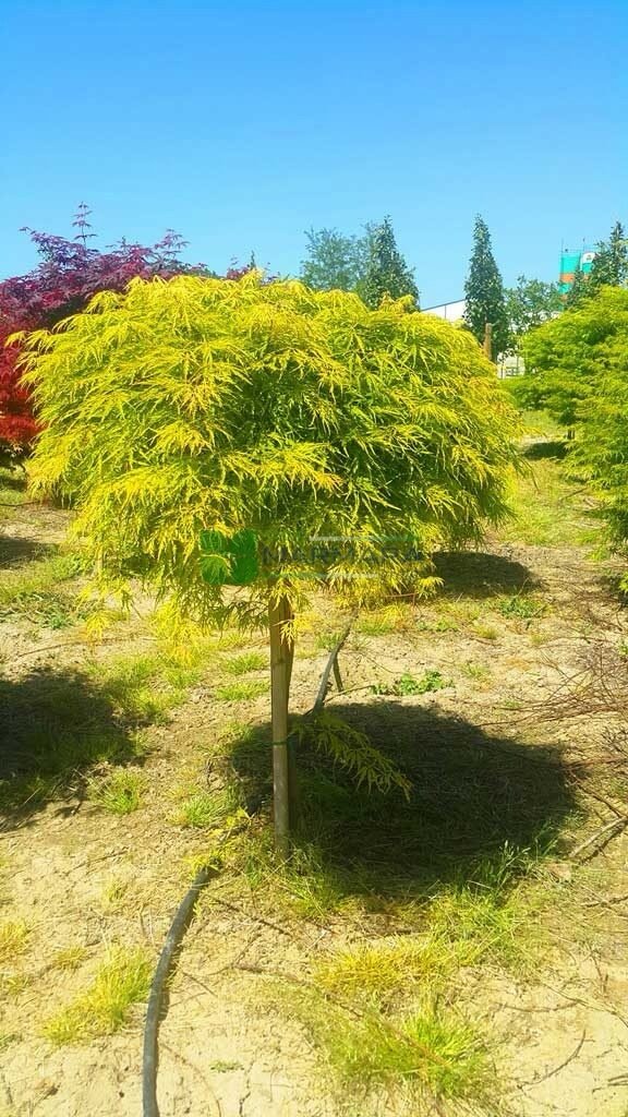 Japán juhar (Acer palmatum 'Dissectum Flavescens')