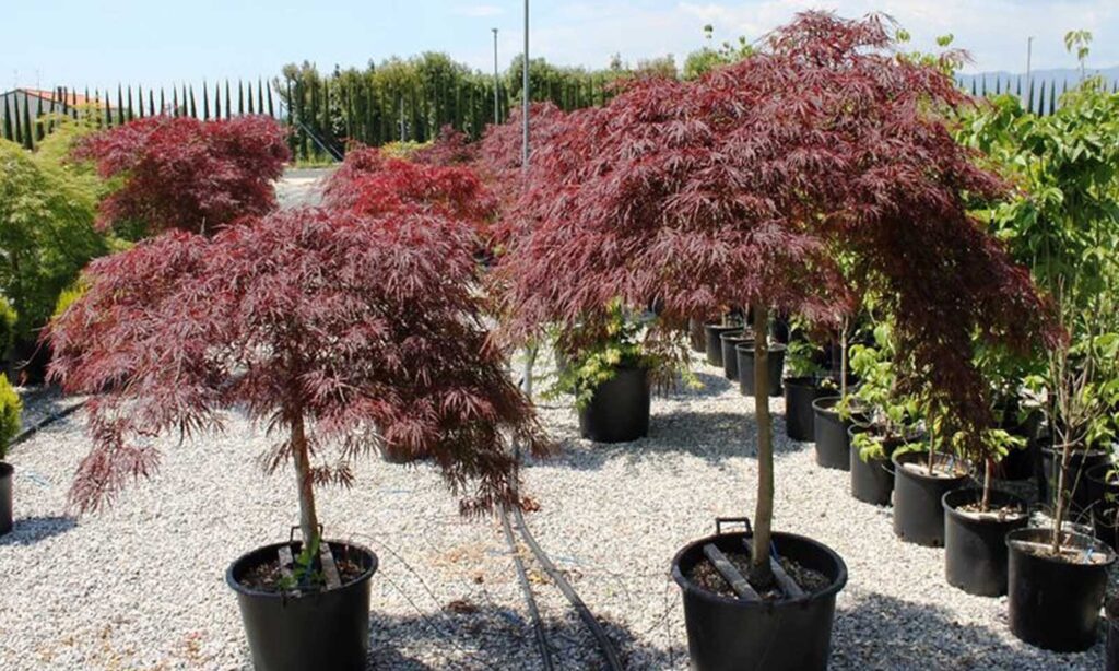Japán juhar (Acer palmatum 'Dissectum Garnet')