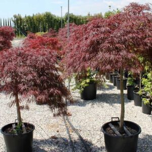 Japán juhar (Acer palmatum 'Dissectum Garnet')
