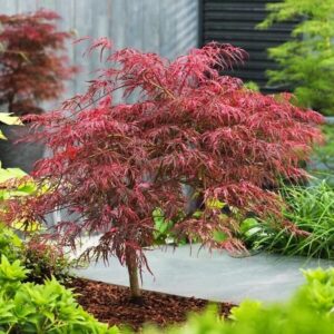 Japán juhar (Acer palmatum 'Dissectum Inabashidare')