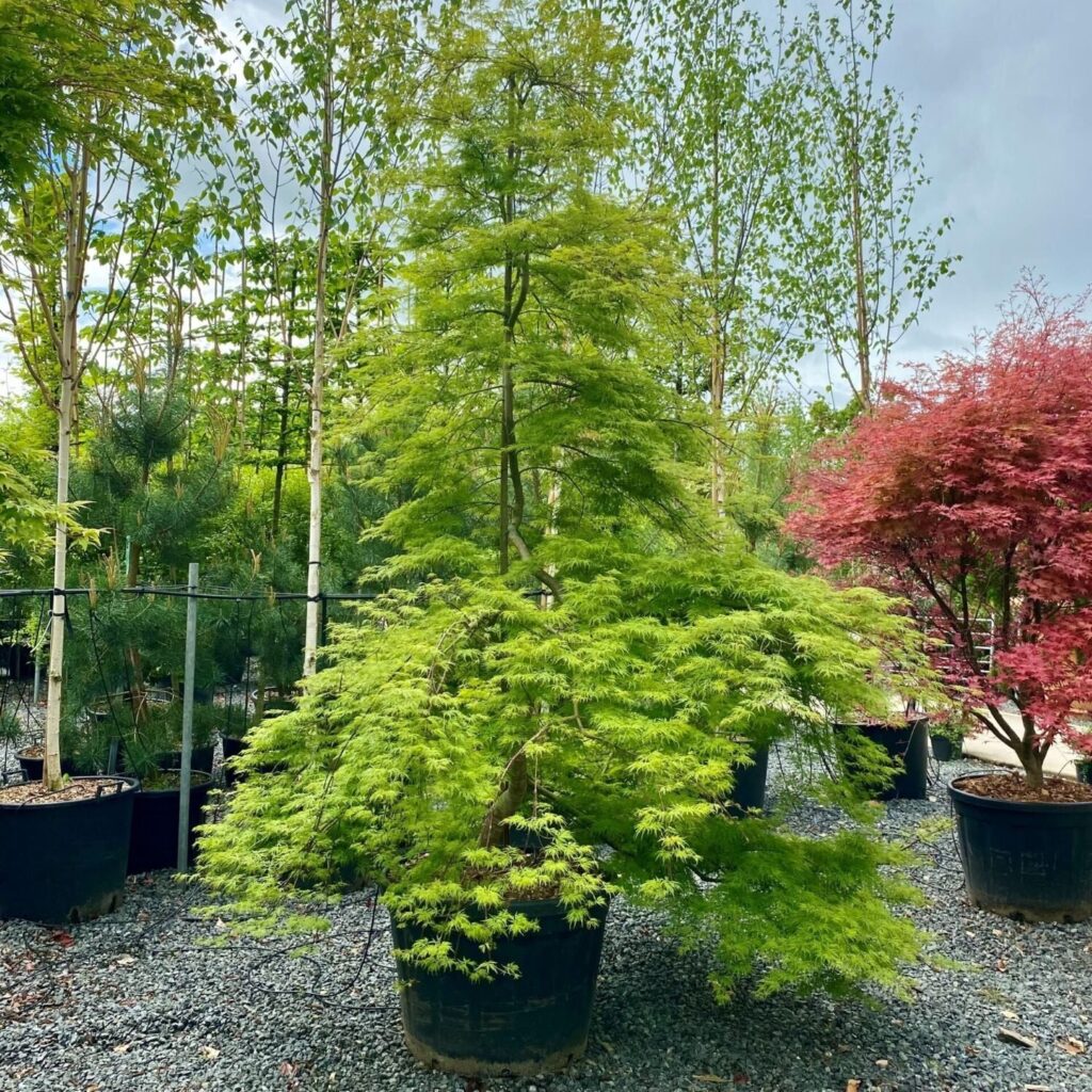 Japán juhar (Acer palmatum 'Emerald Lace')