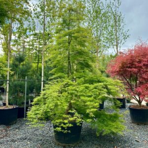 Japán juhar (Acer palmatum 'Emerald Lace')