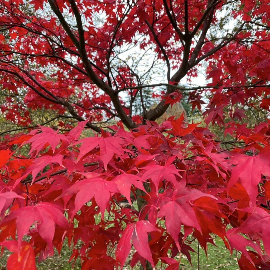 Japán juhar (Acer palmatum 'Fireglow')
