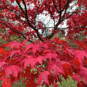 Japán juhar (Acer palmatum 'Fireglow')