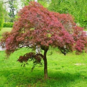 Japán juhar (Acer palmatum 'Garnet')