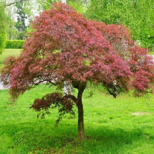 Japán juhar (Acer palmatum 'Garnet')