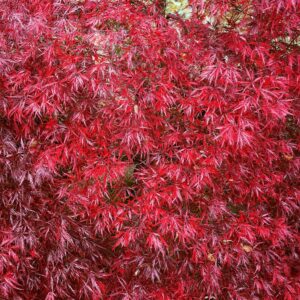 Japán juhar (Acer palmatum 'Garnet')