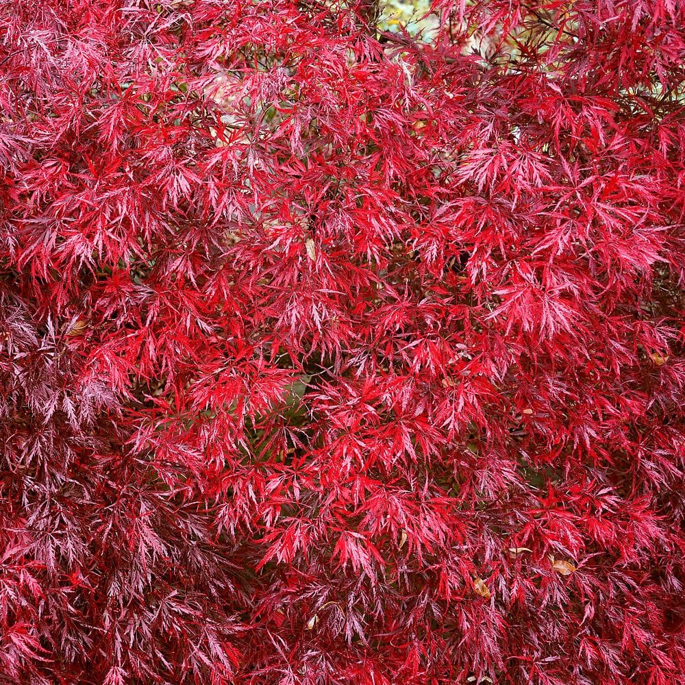 Japán juhar (Acer palmatum 'Garnet')