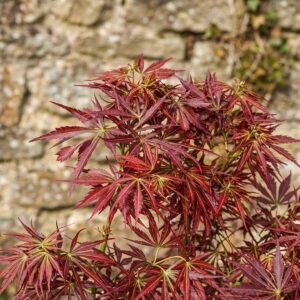 Japán juhar (Acer palmatum 'Jerre Schwartz')