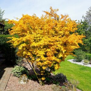 Japán juhar (Acer palmatum 'Orange Dream')