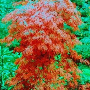 Japán juhar (Acer palmatum 'Orangeola')