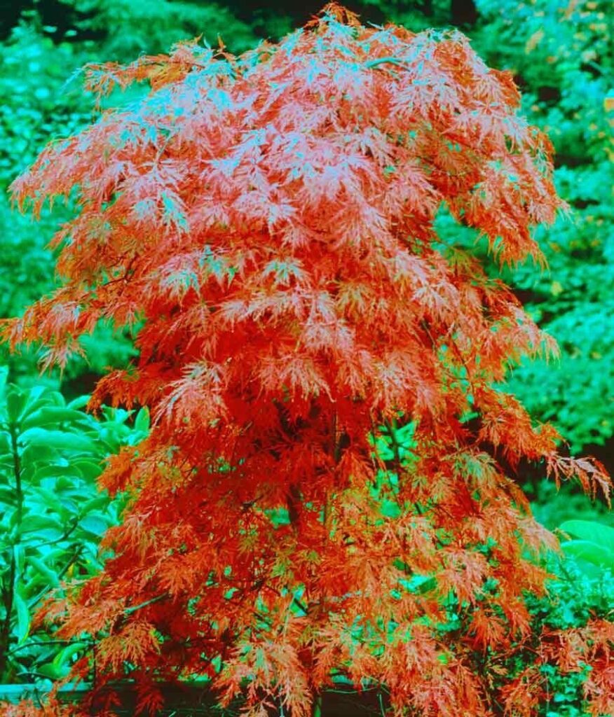 Japán juhar (Acer palmatum 'Orangeola')
